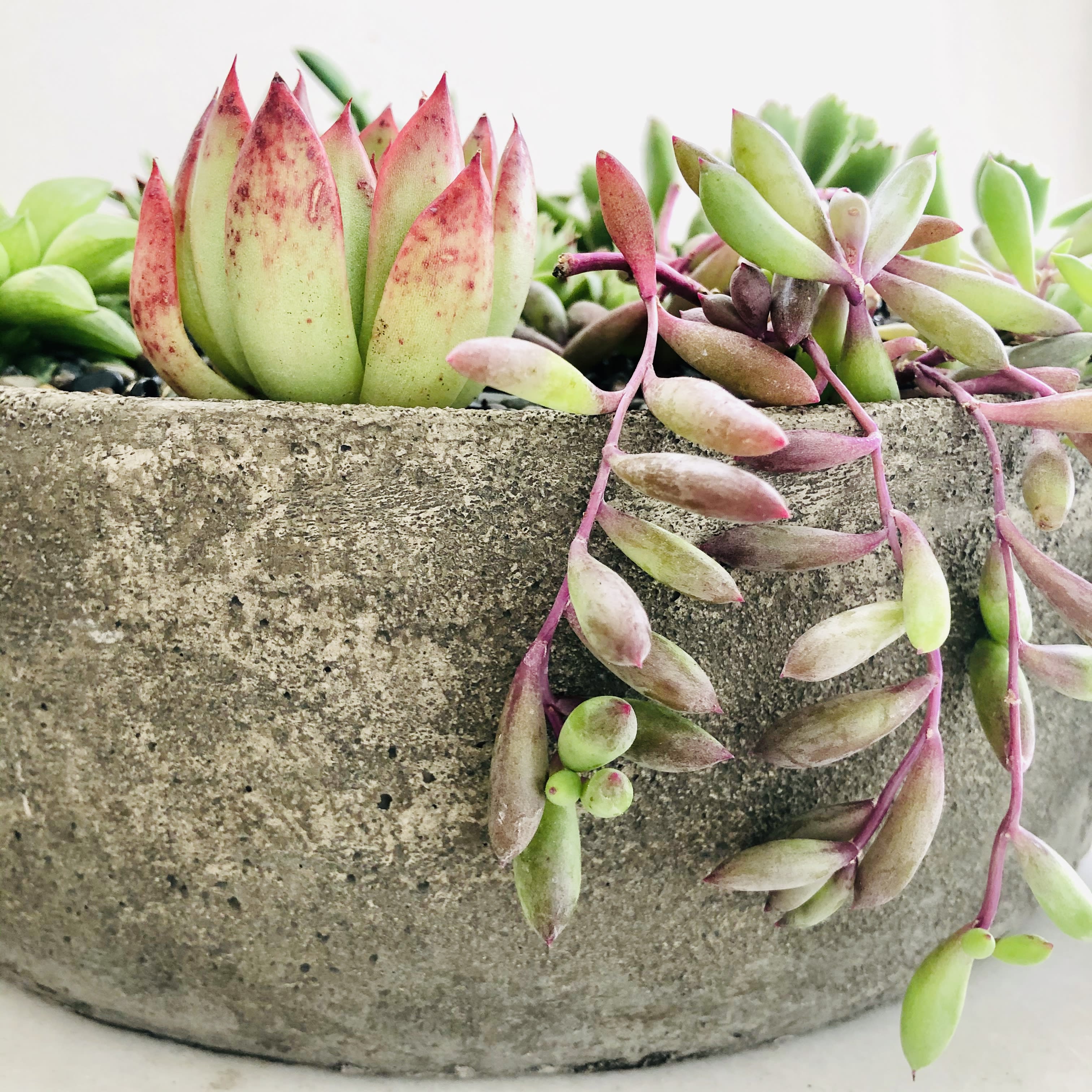 How To Care For Succulents Blog Plantation House Flowers