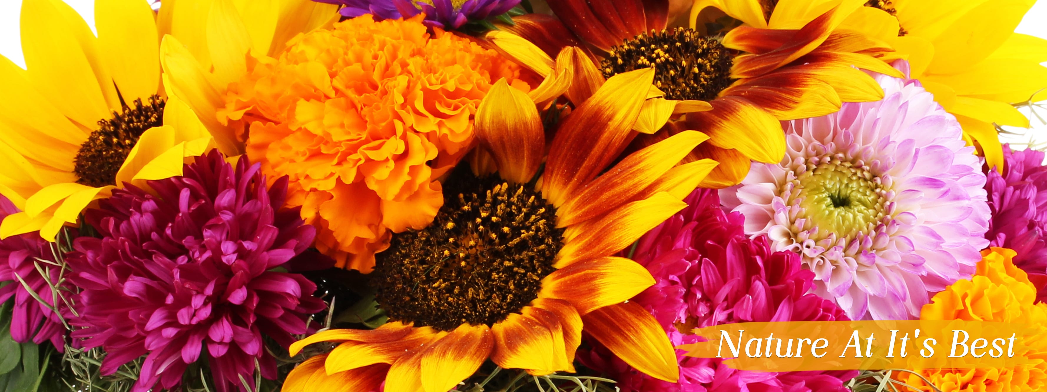 Wilmington Florist Flower Delivery by Bloomsberry Flowers LLC