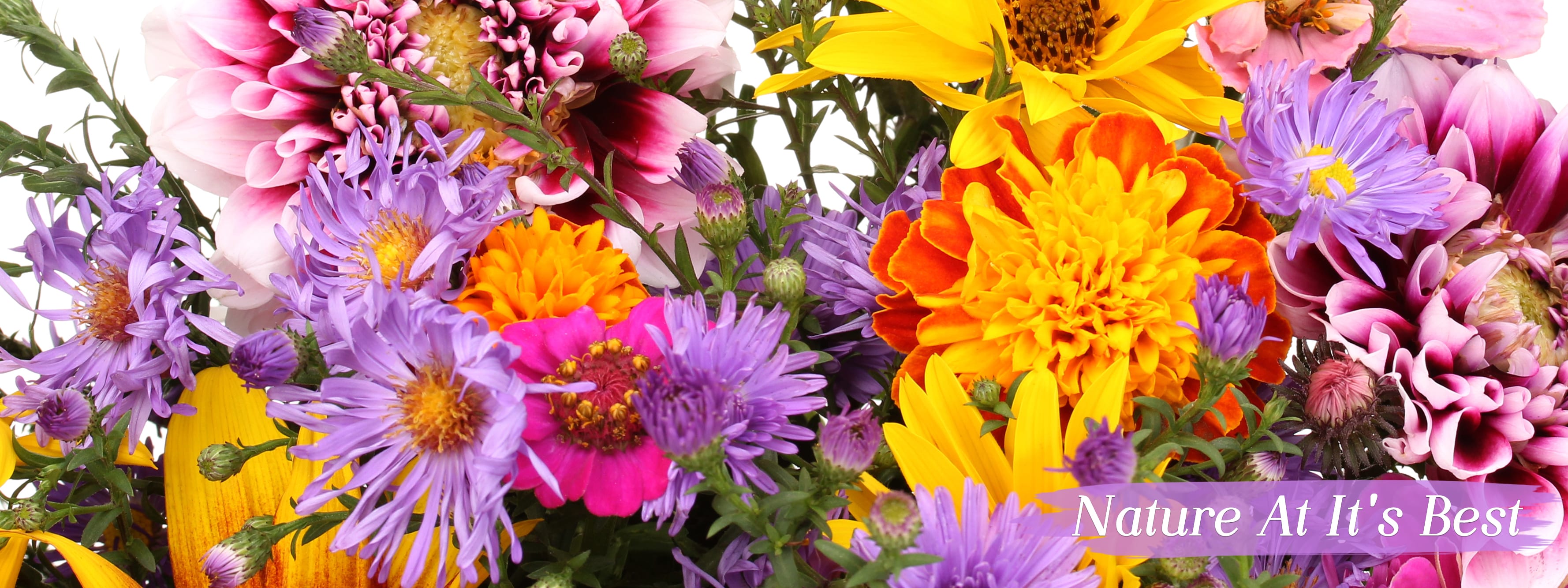 Wilmington Florist Flower Delivery by Bloomsberry Flowers LLC