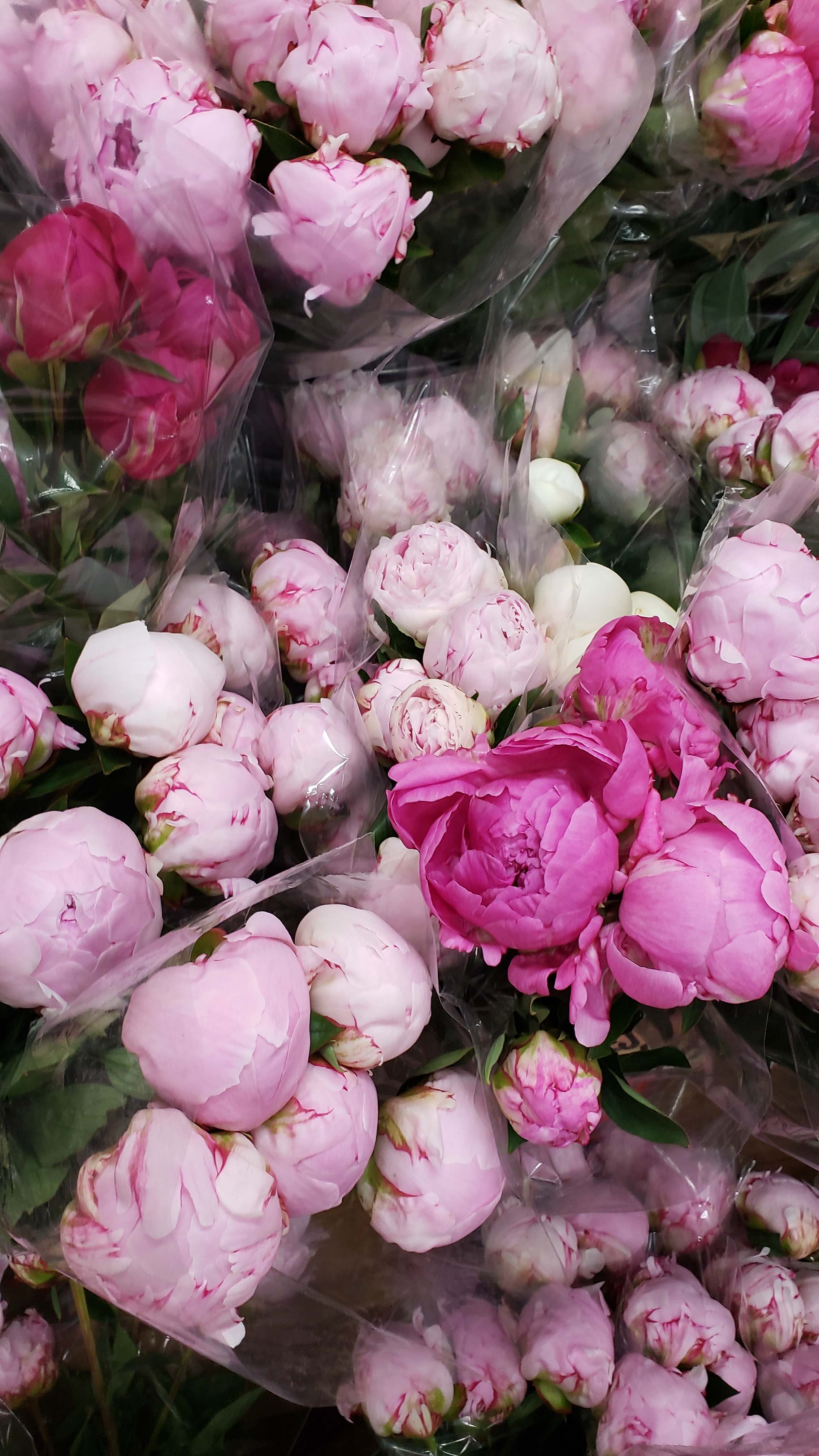 Delivery of Lavender Peonies to Orange County