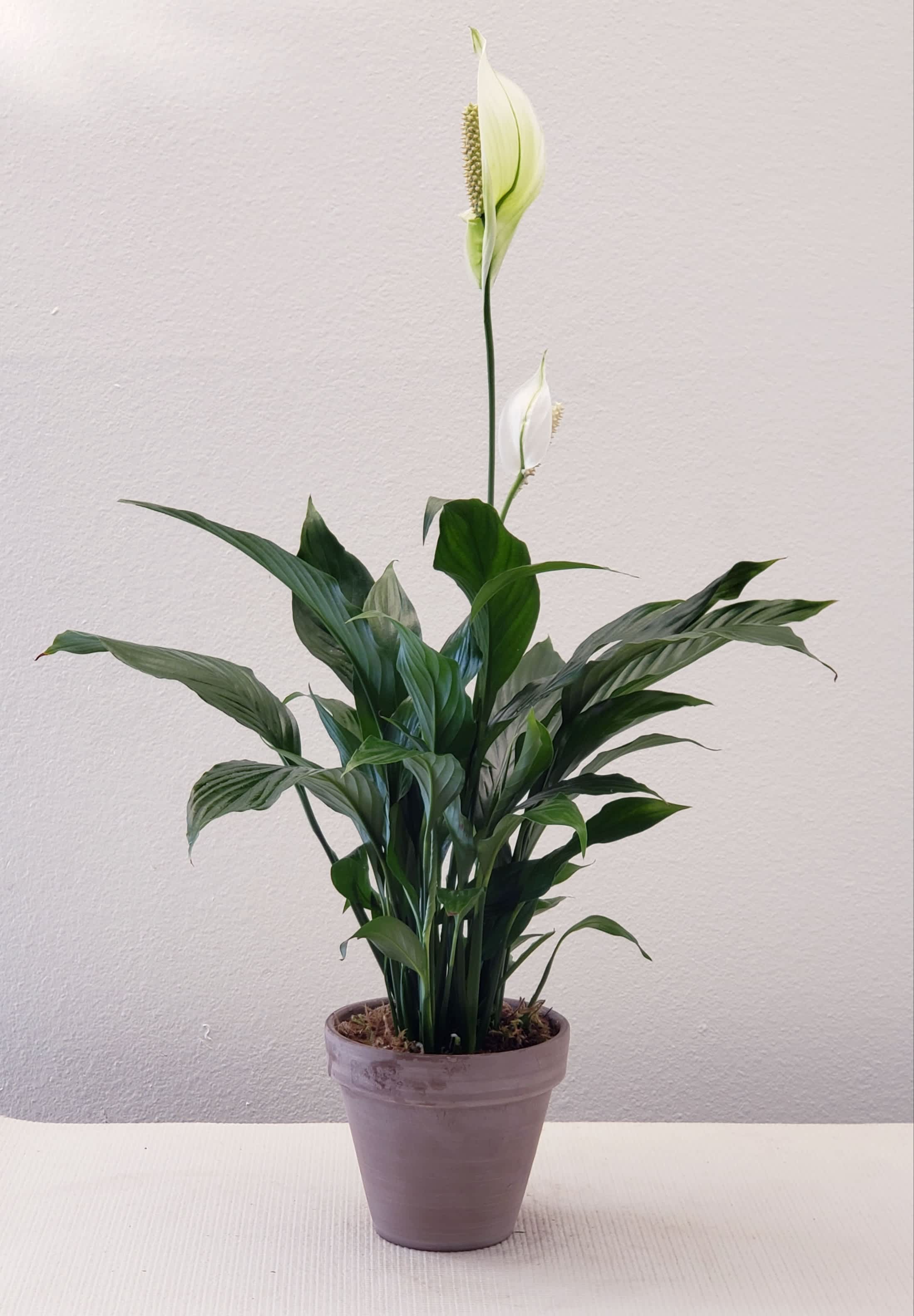 The Ideal Sympathy Plant for Delivery