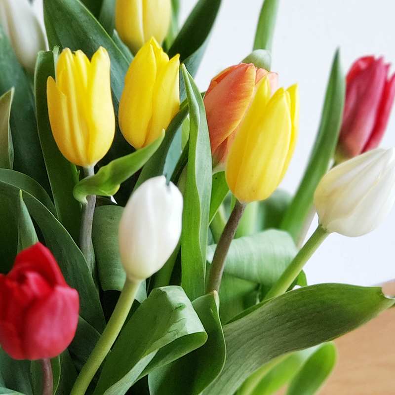 Why Tulips is a Good Gift For Mother's Day
