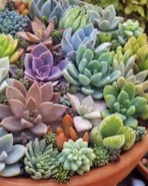 Succulent Easy Maintenance Guide by Proffesionals 