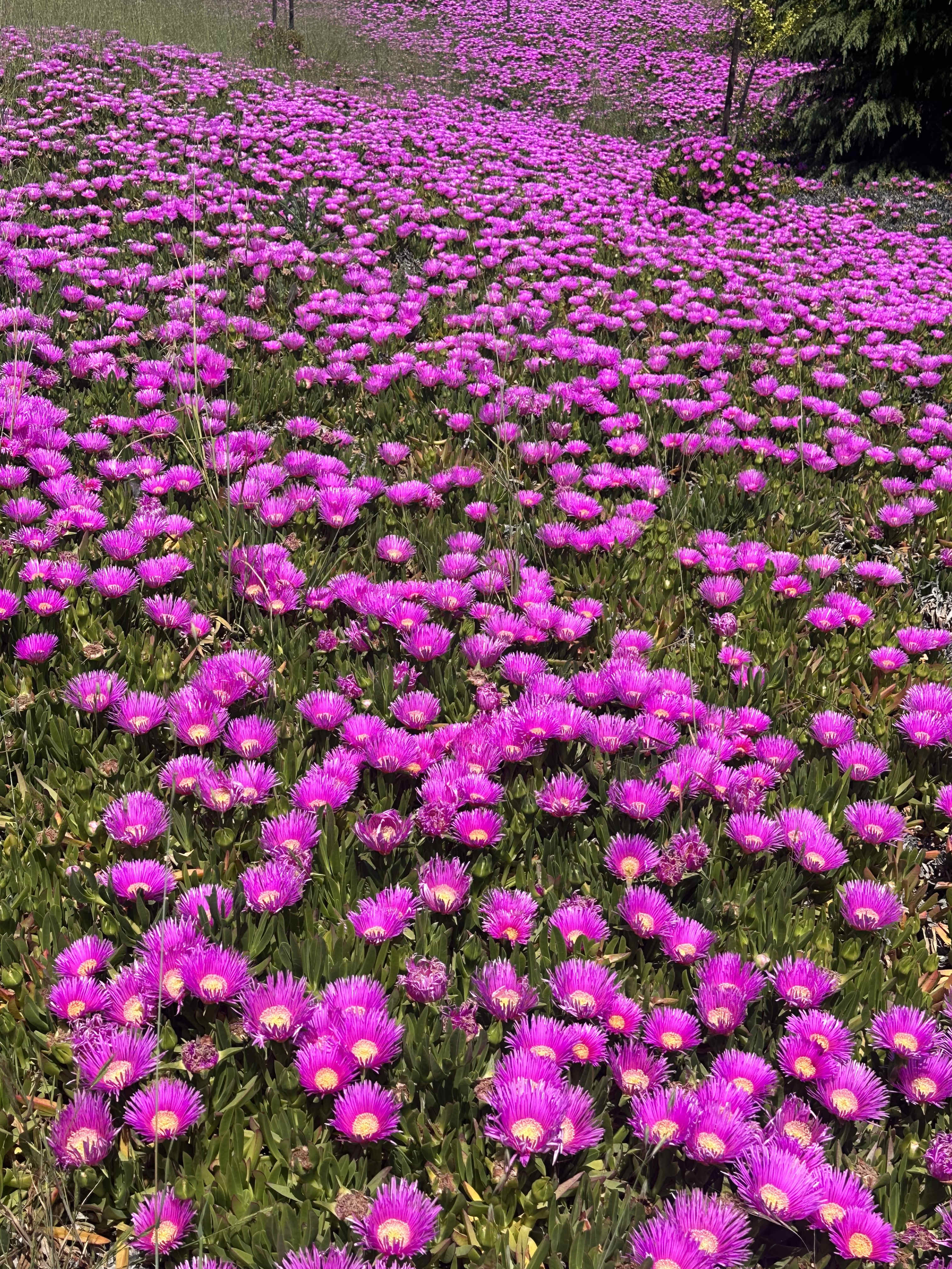 ​A Blooming Reconnection – The Power of Corina’s Sig