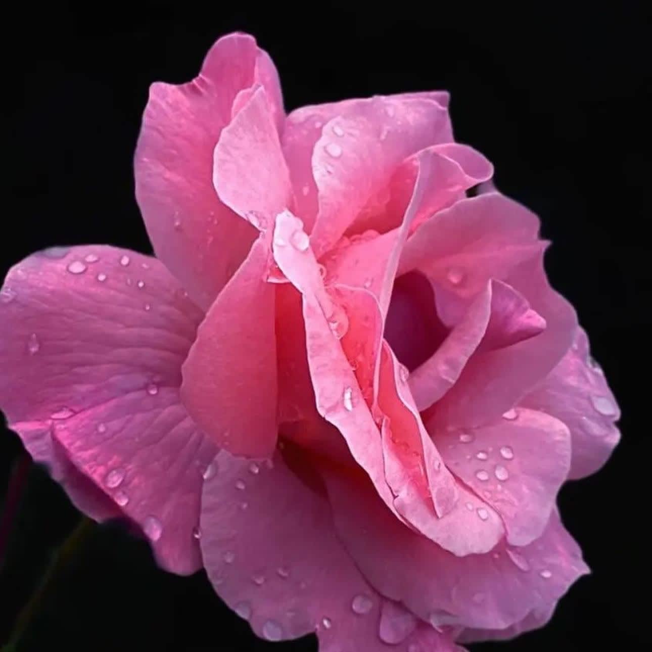 NUMBER OF FLOWERS MEANNING for Valentine’s Day