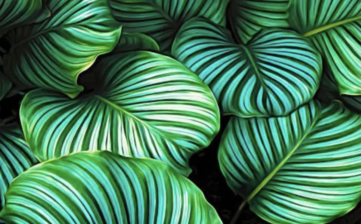 How to clean  leaves on your plants at home