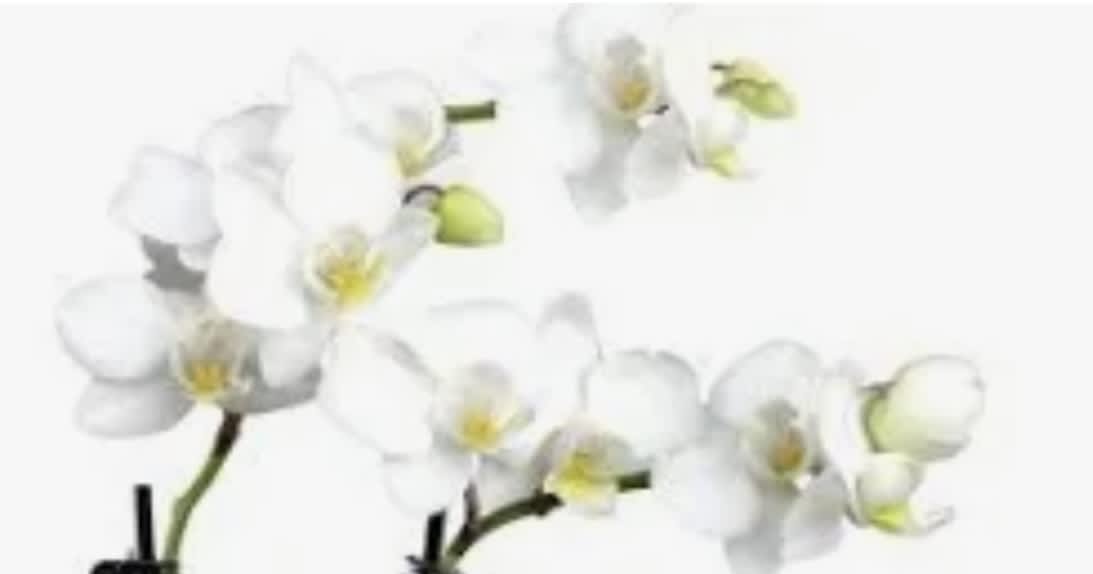 DESIGNER CHOICE : DENDROBIUM ORCHIDS
