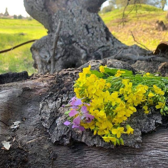 Wild Mustard Plant