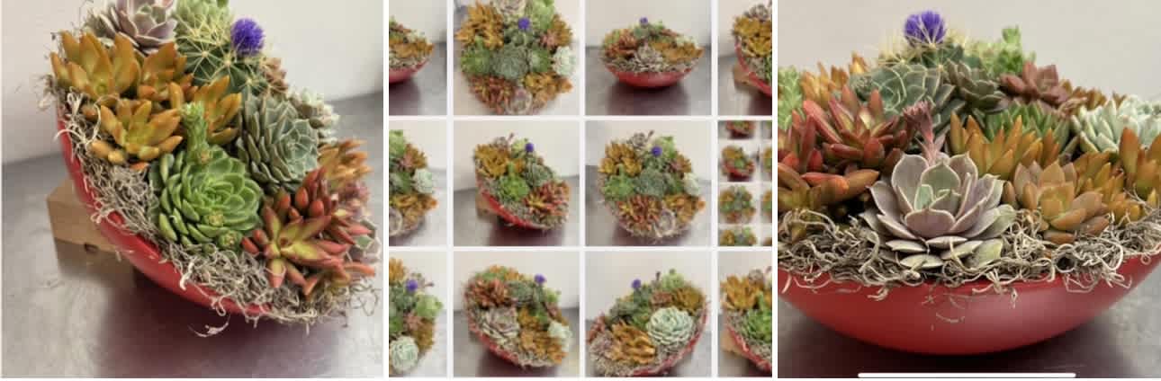 Unique succulents:NATURE ESCAPE at YOUR FINGERTIPS 