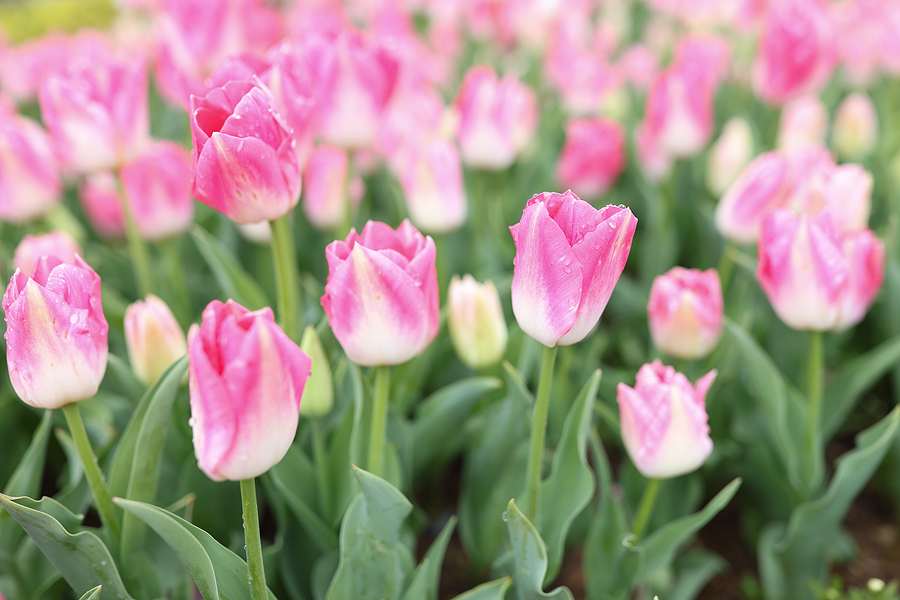 Springtime Splendor: Transform Your Home or Event