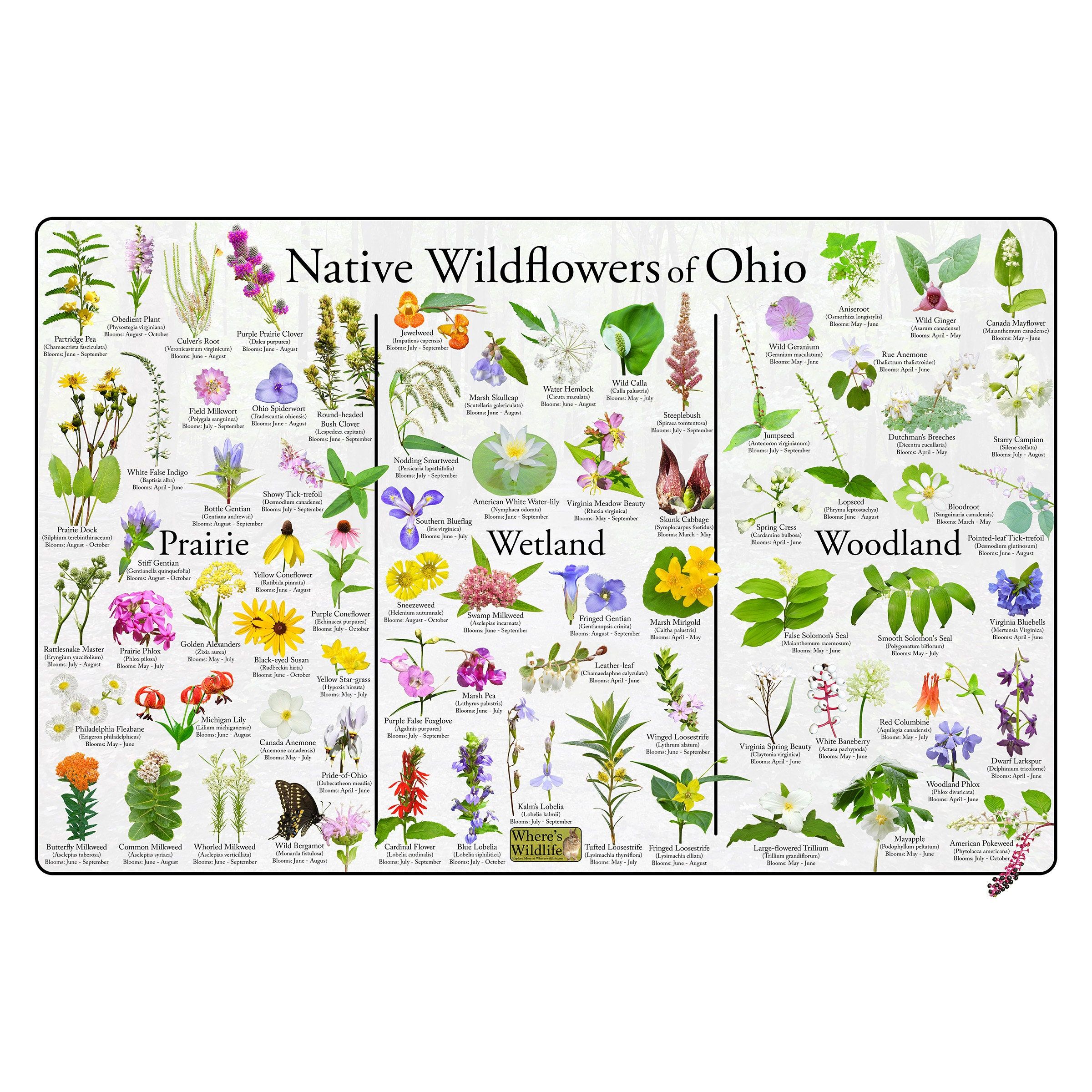 Thoughts on Ohio native plants and wildflowers ...