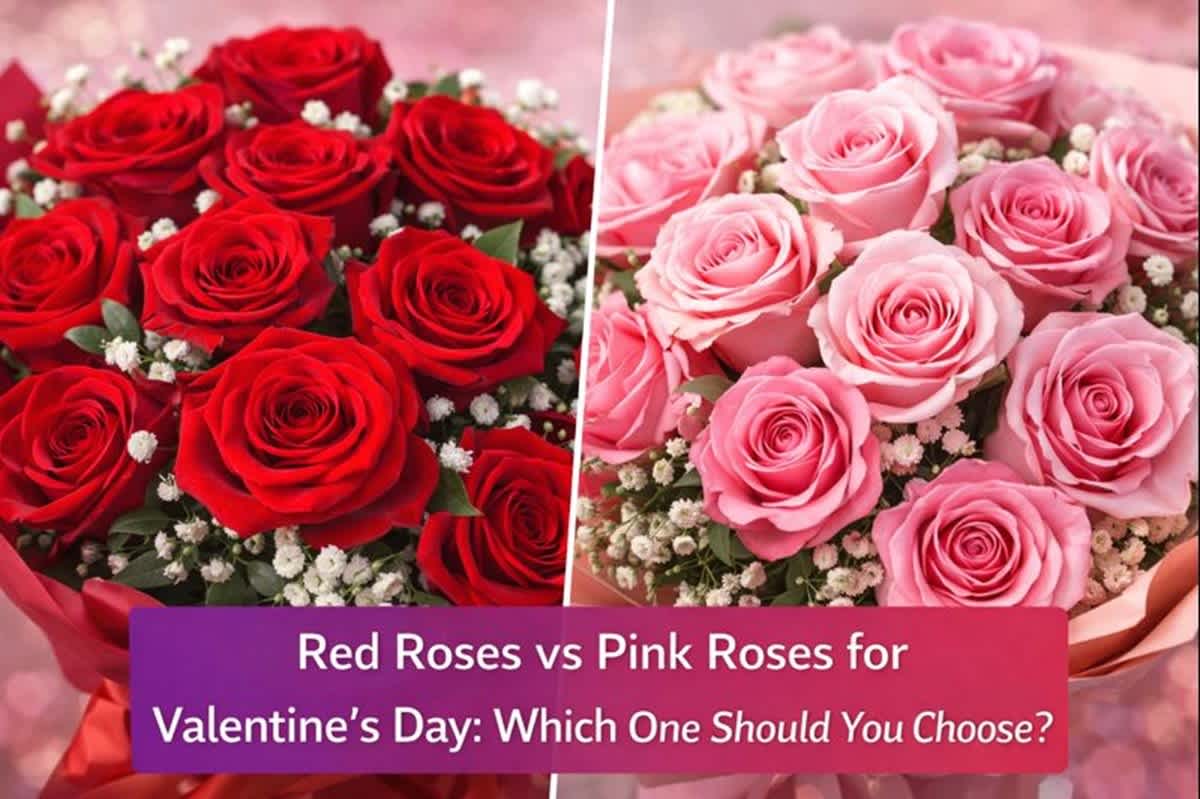 Red Roses vs Pink Roses for Valentine’s Day