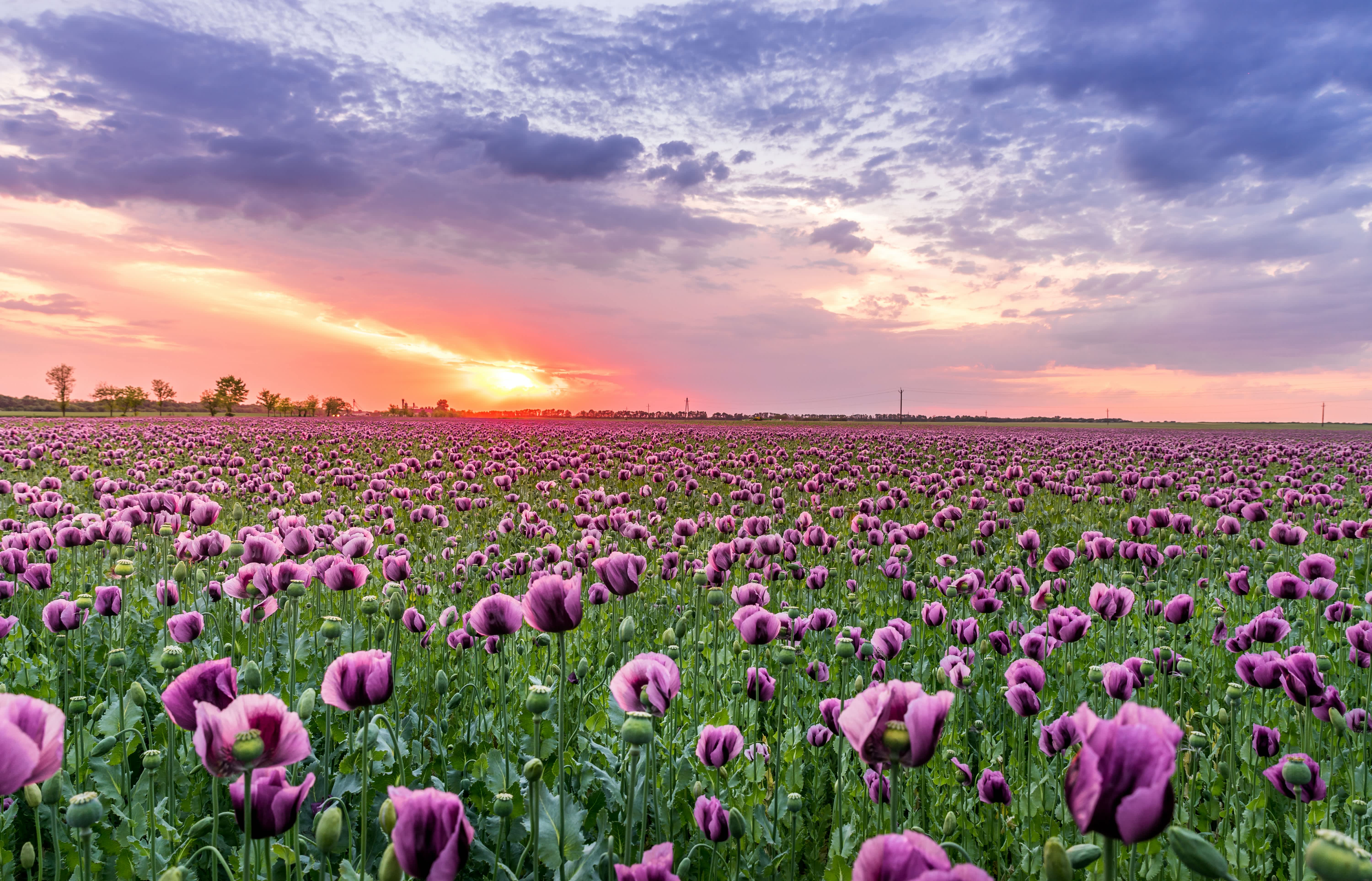 Welcome to Art Le Fleur's world of flowers