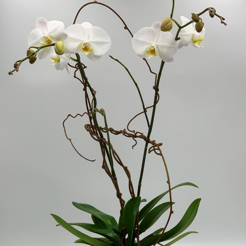 Orchid Care 101: Tips for Thriving Orchid Plants