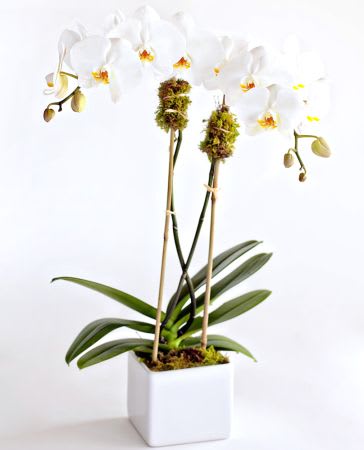 flower arrangement