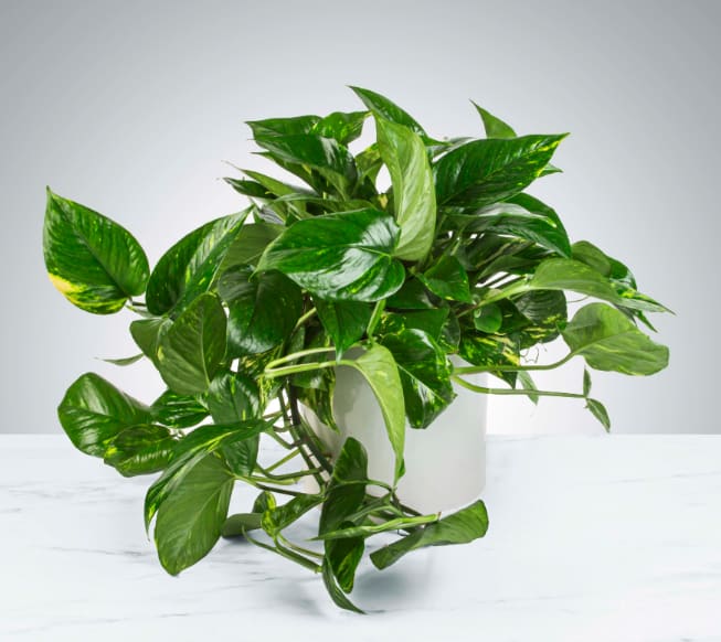 A Compelling Case for House Plants