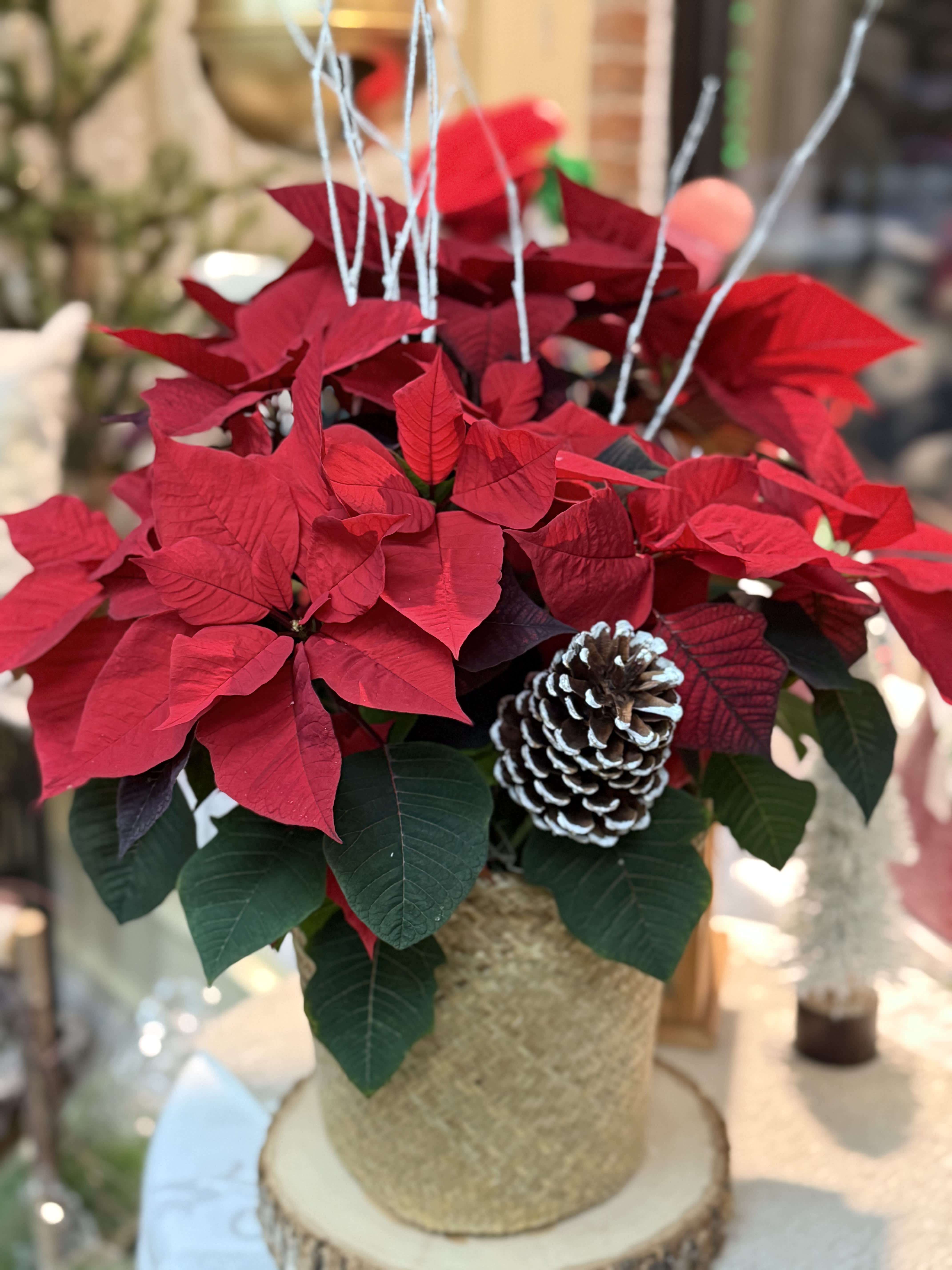 Traditional Plants for Christmas