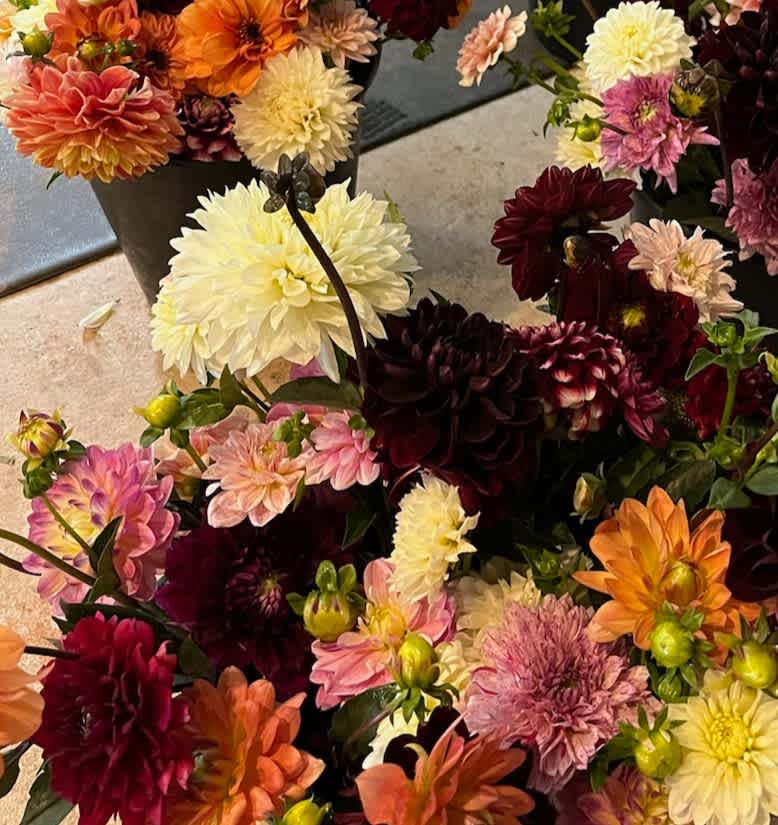 At Summer’s End: Dahlias, Muscadines, And Hellebores