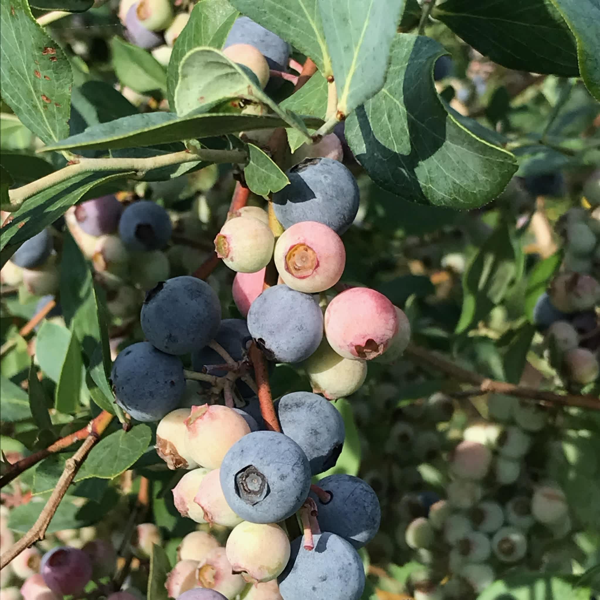 You-Pick Blueberries Starting June 12!