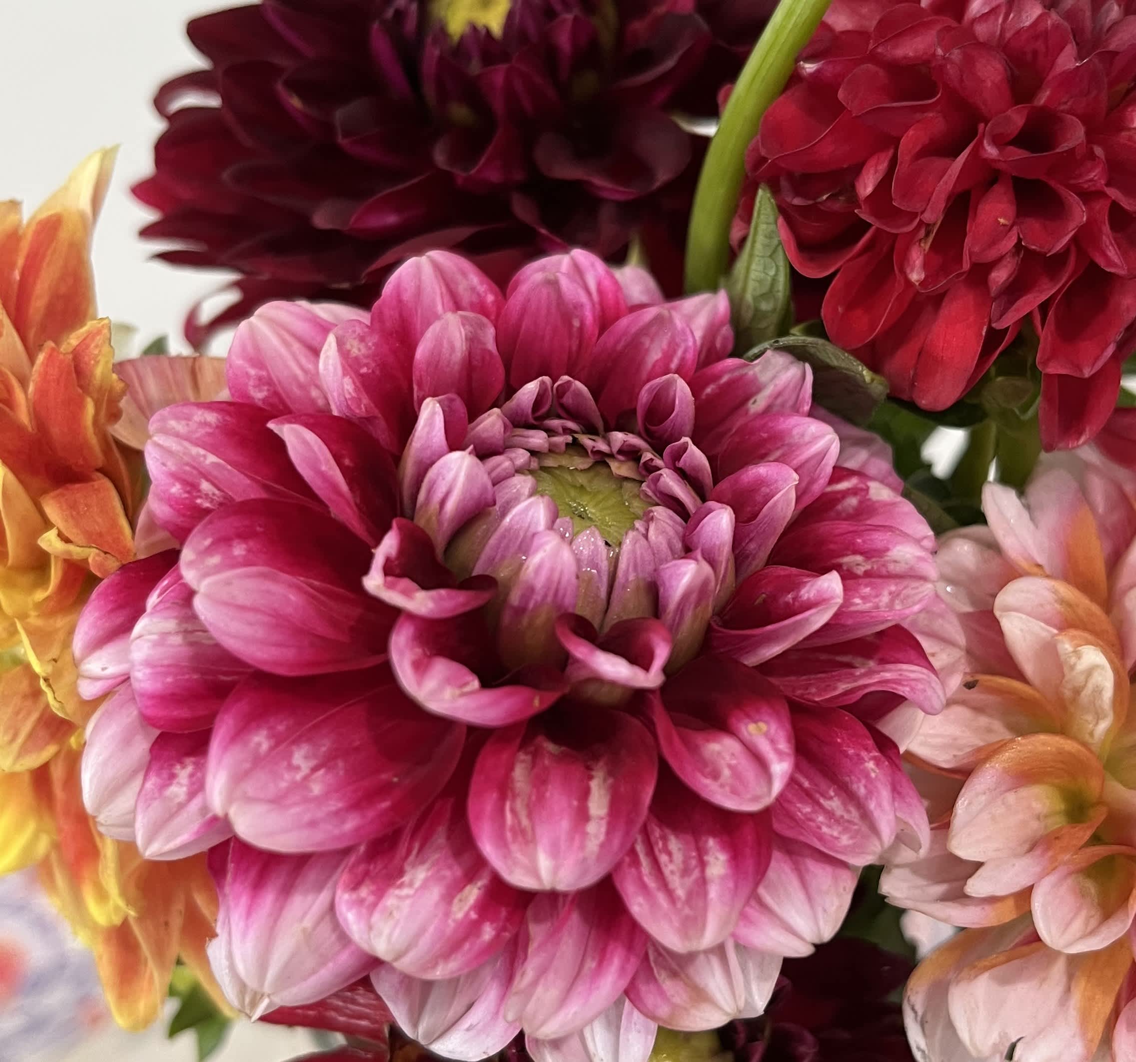 Our First Dahlia CSA 