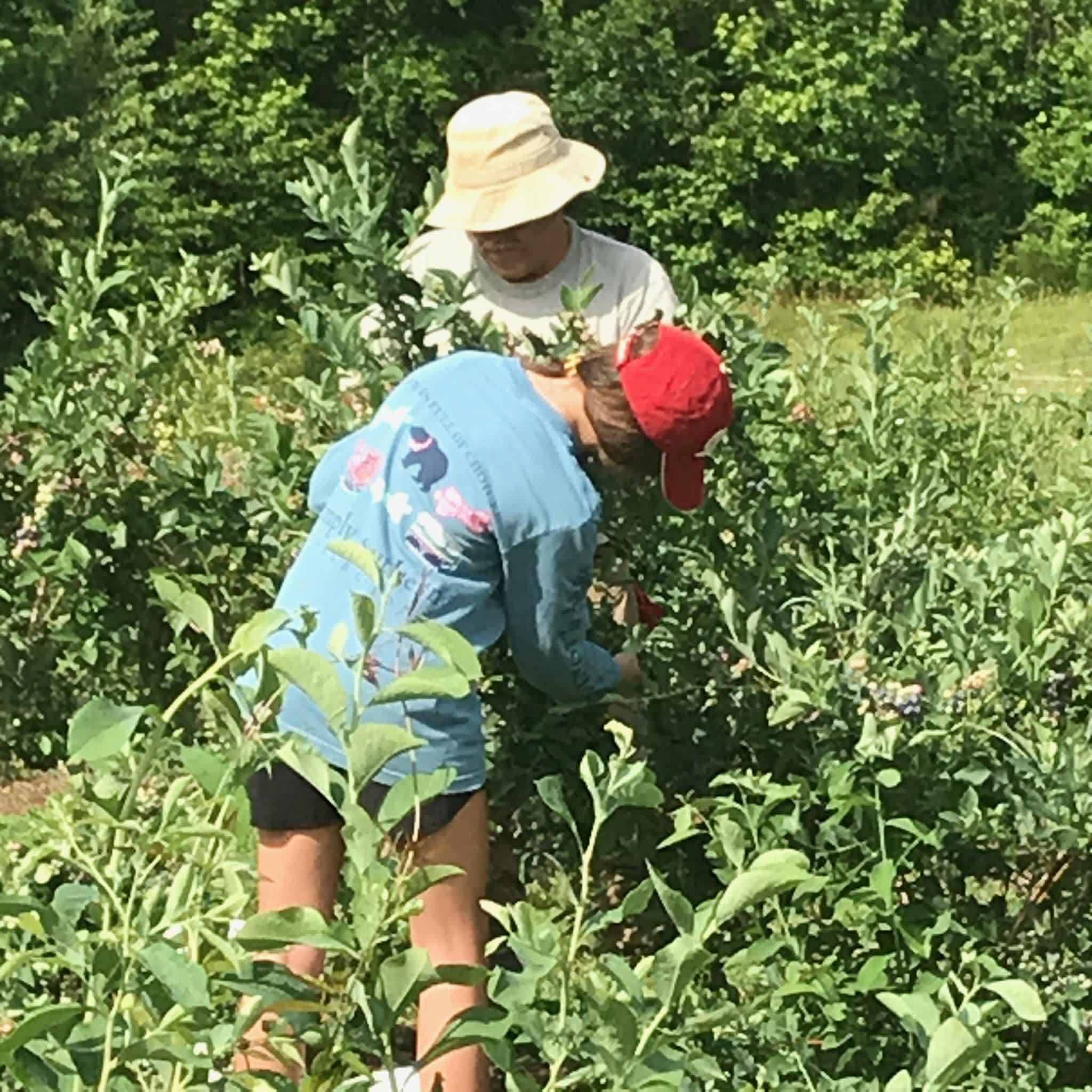 Welcome Blueberries!