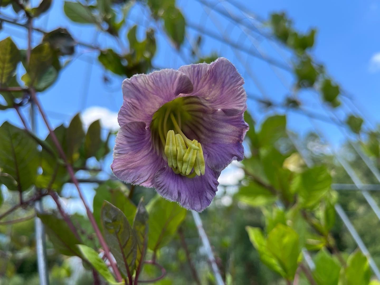 What Is A True Southern Flower?