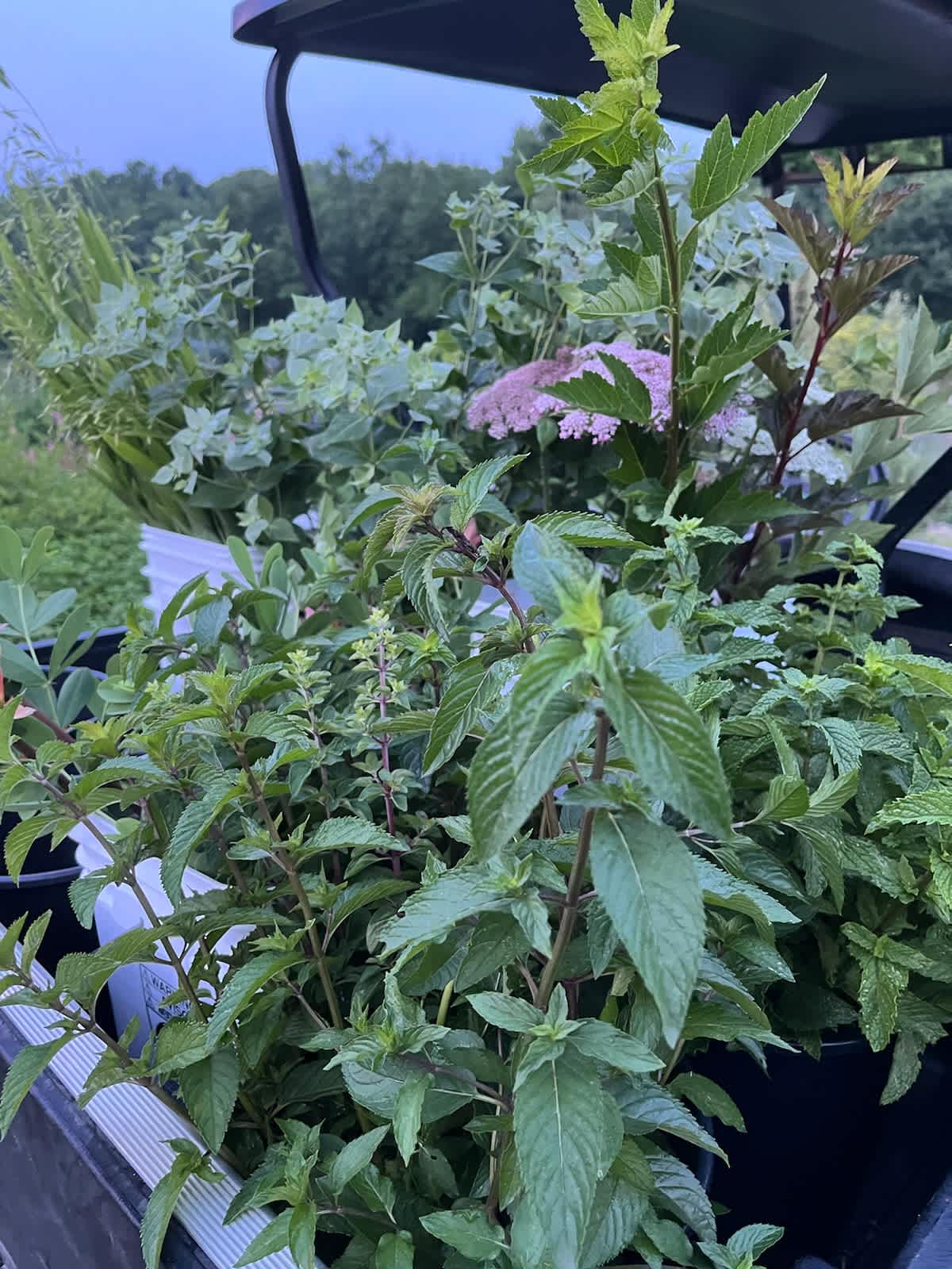 June Is Mint For Flowers