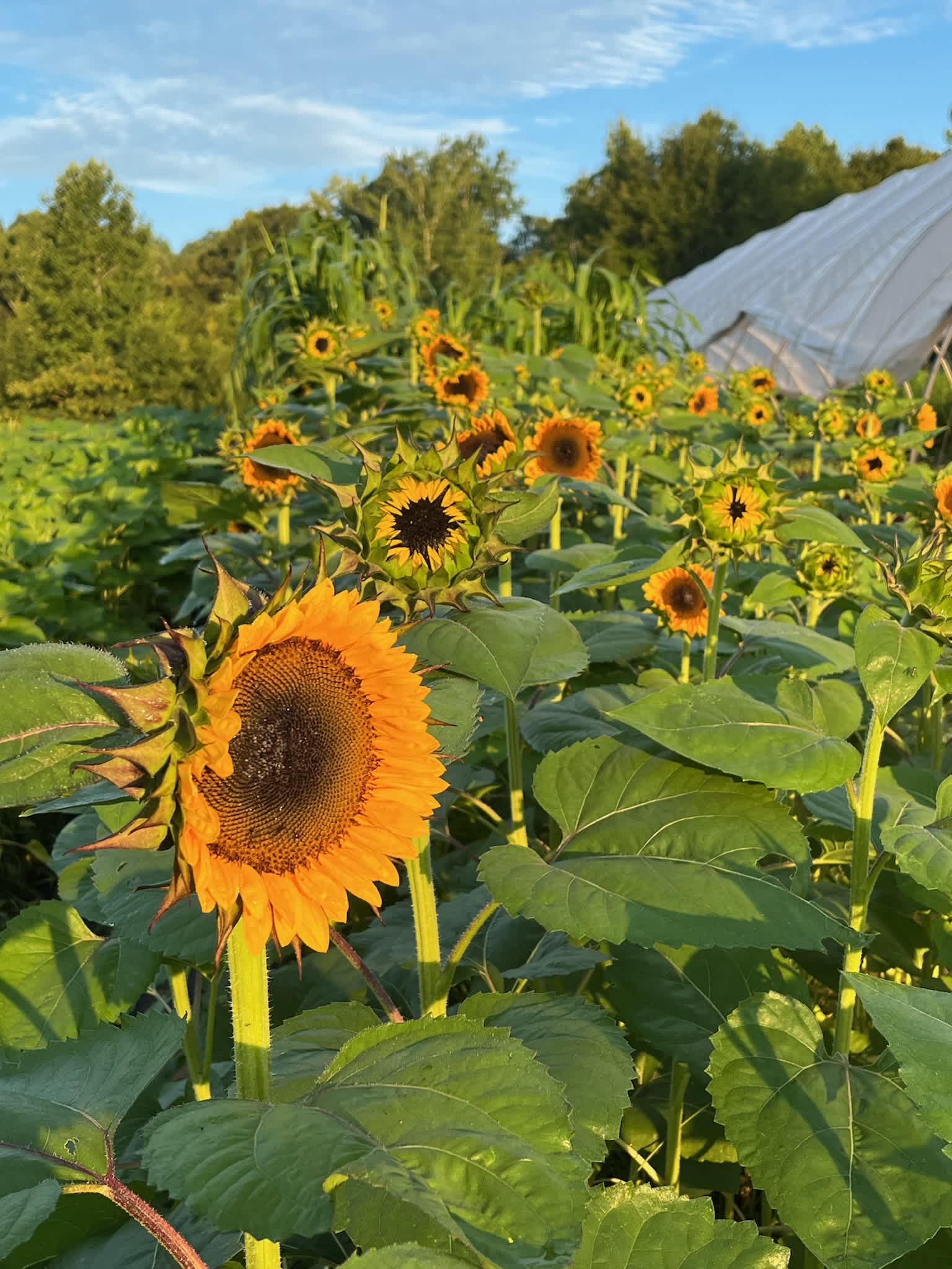 Flower Fields Forever?
