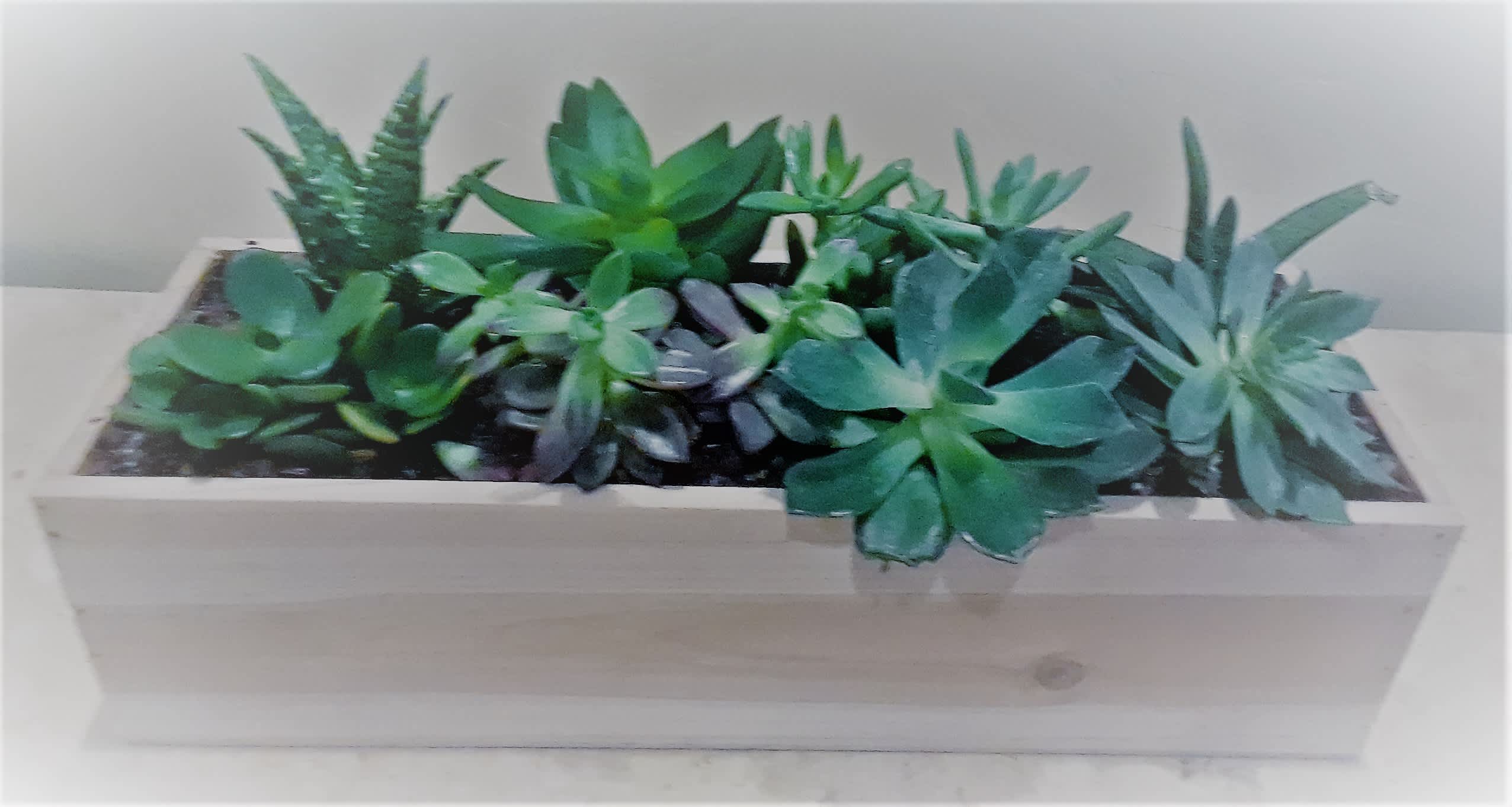 Plant Care and some interesting facts.