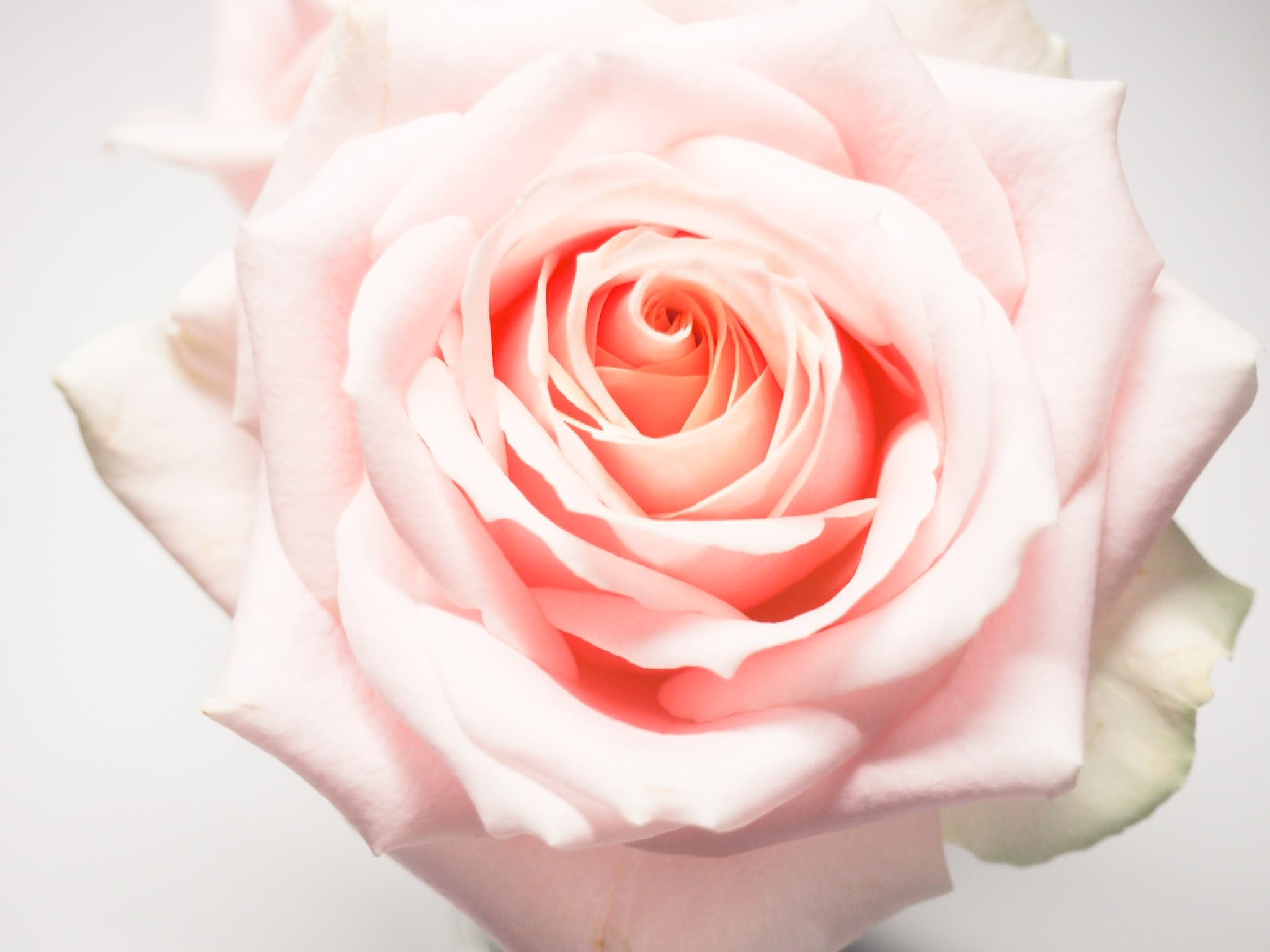 spray rose