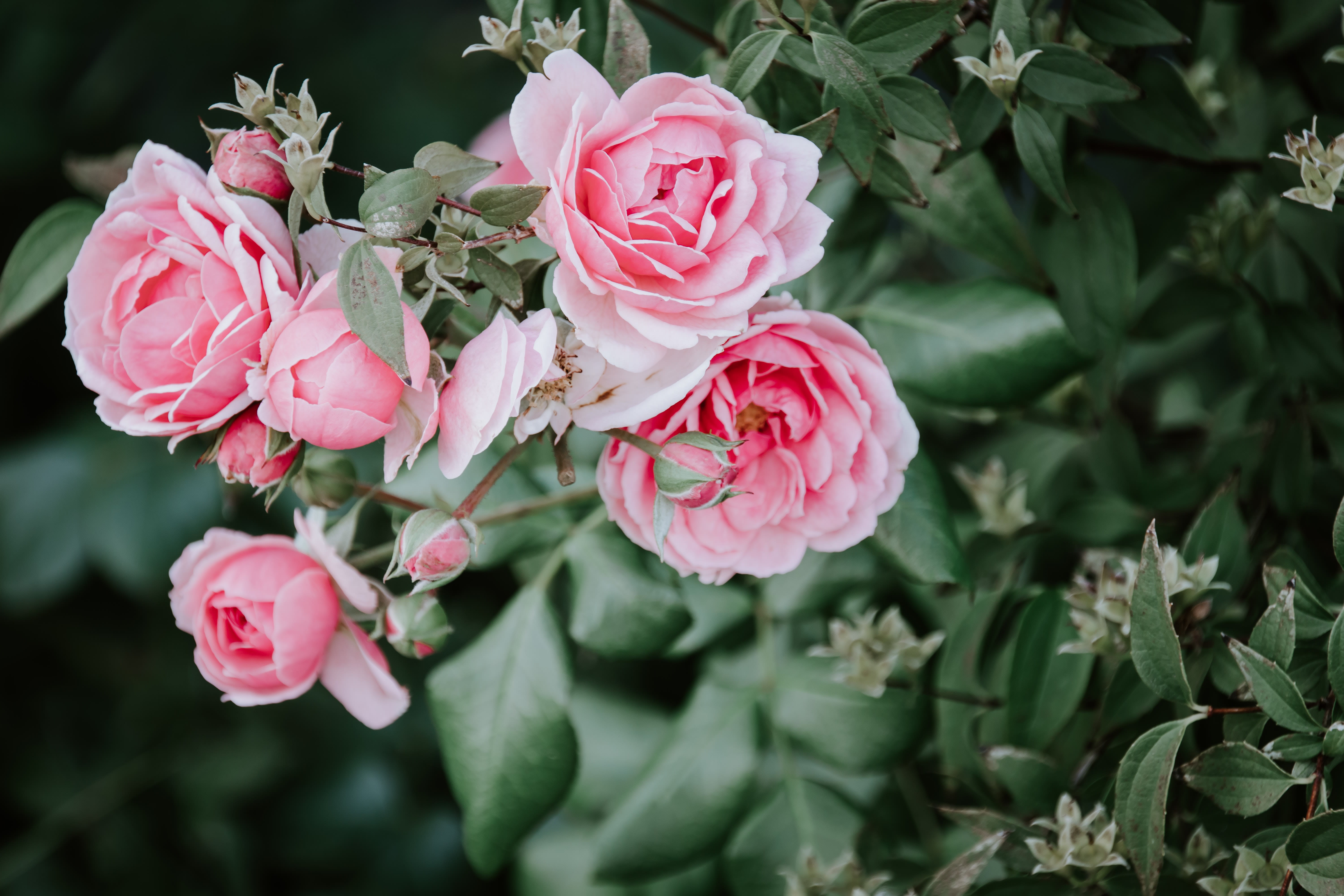 garden rose