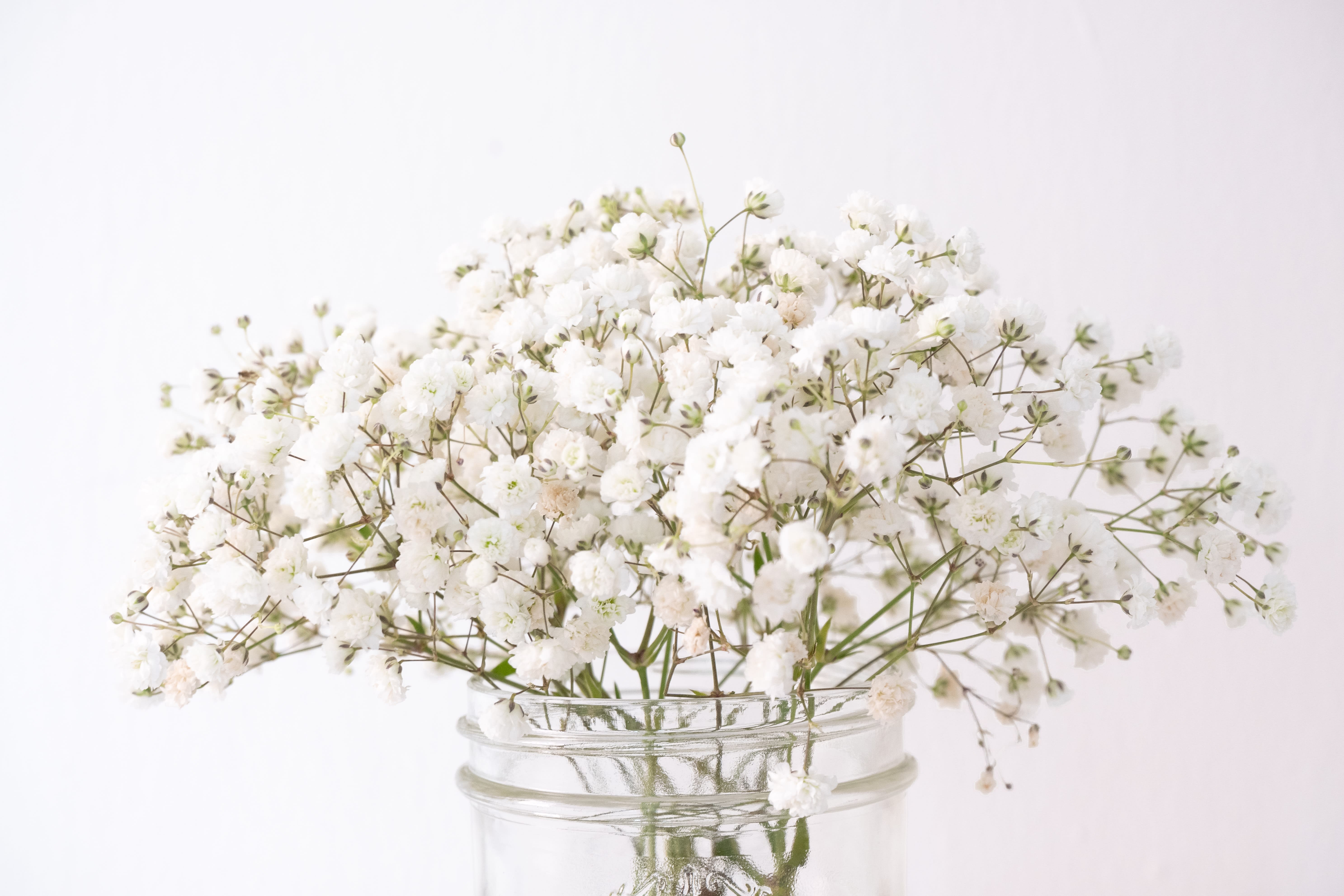 babys breath