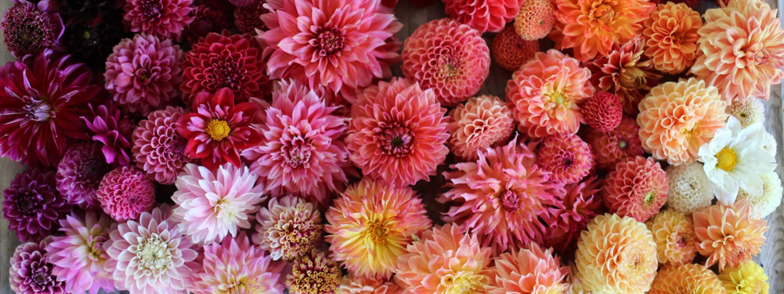 San Leandro Florist | Flower Delivery by Fleurs D'Amour and Joy