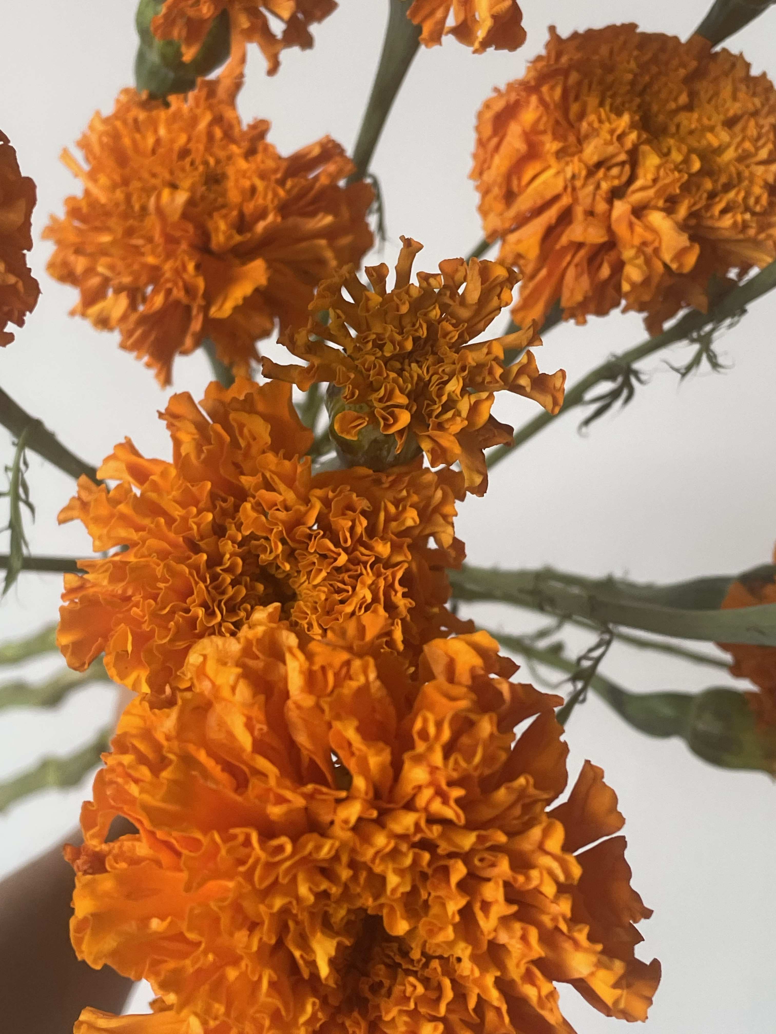 Language of Flowers: Marigolds
