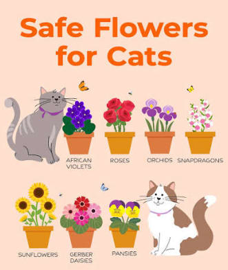 Petals Safe For Pets