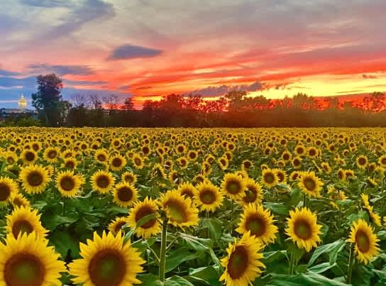 Sunflower Power