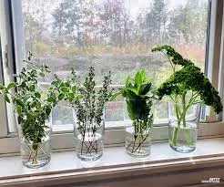 ​Growing Herbs in Water
