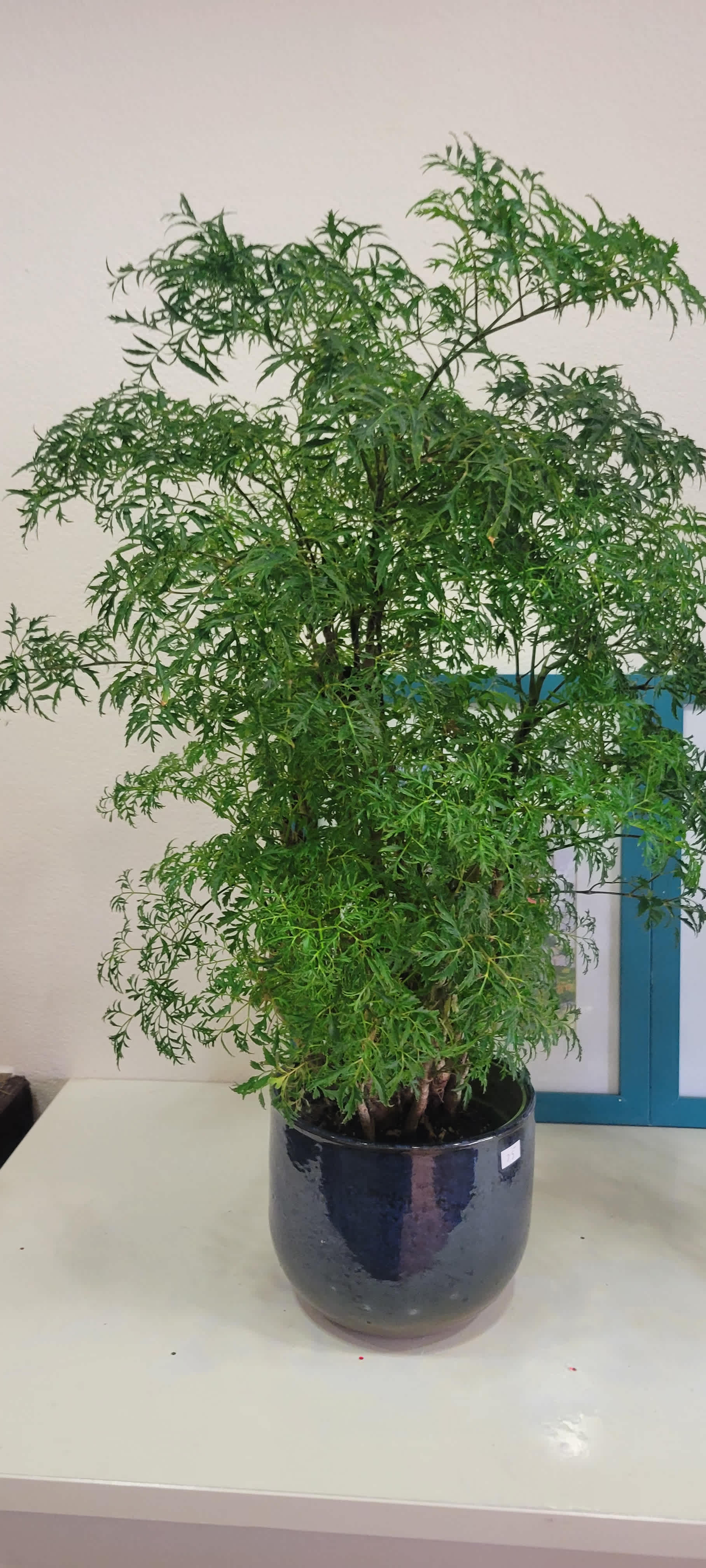 Unique Plants for Home