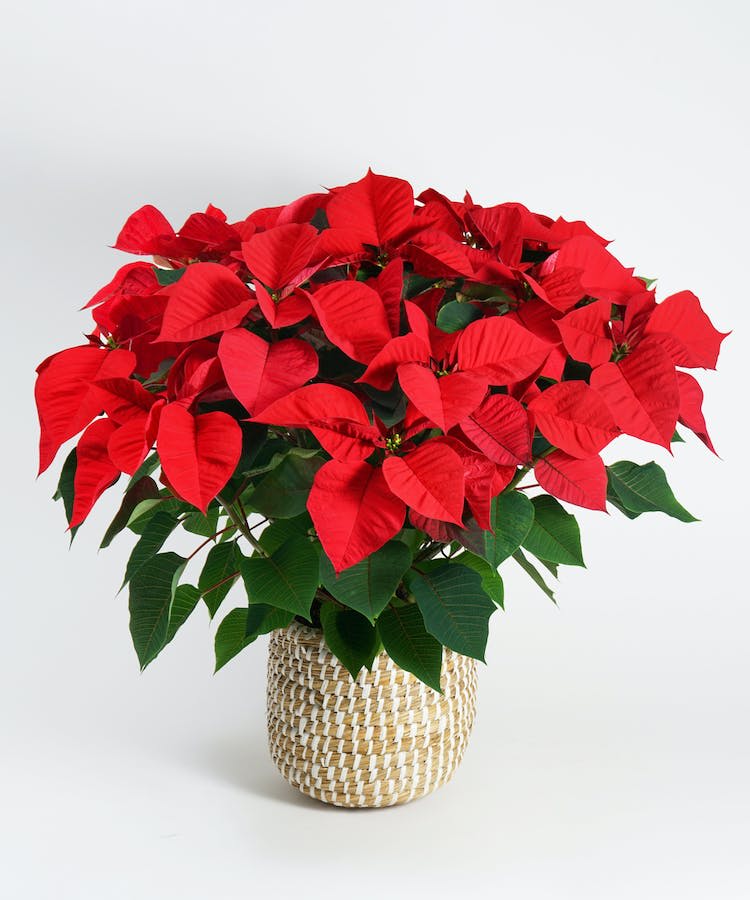 From Underdog to Holiday Superstar! 