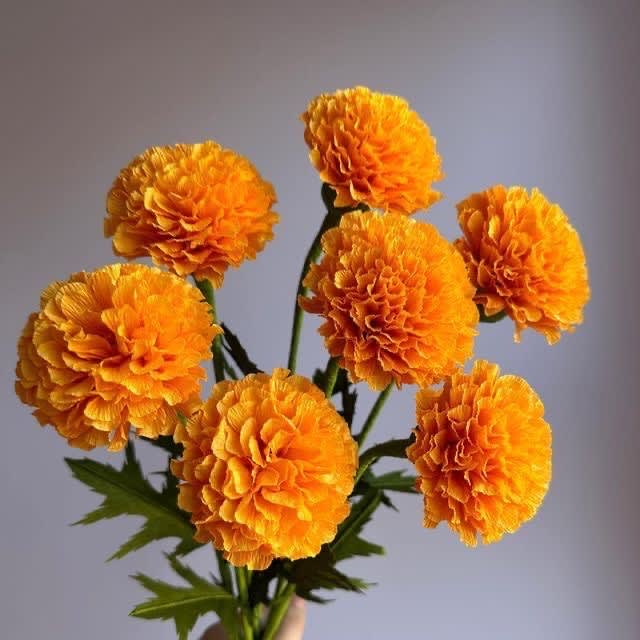 The beauty of Marigolds