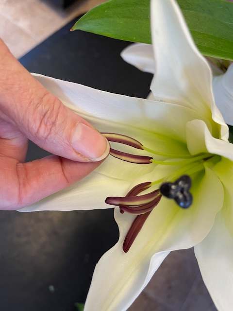 Unique and Fun Flower Facts