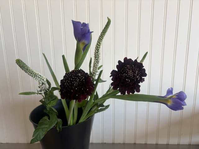 Summer's Showstoppers