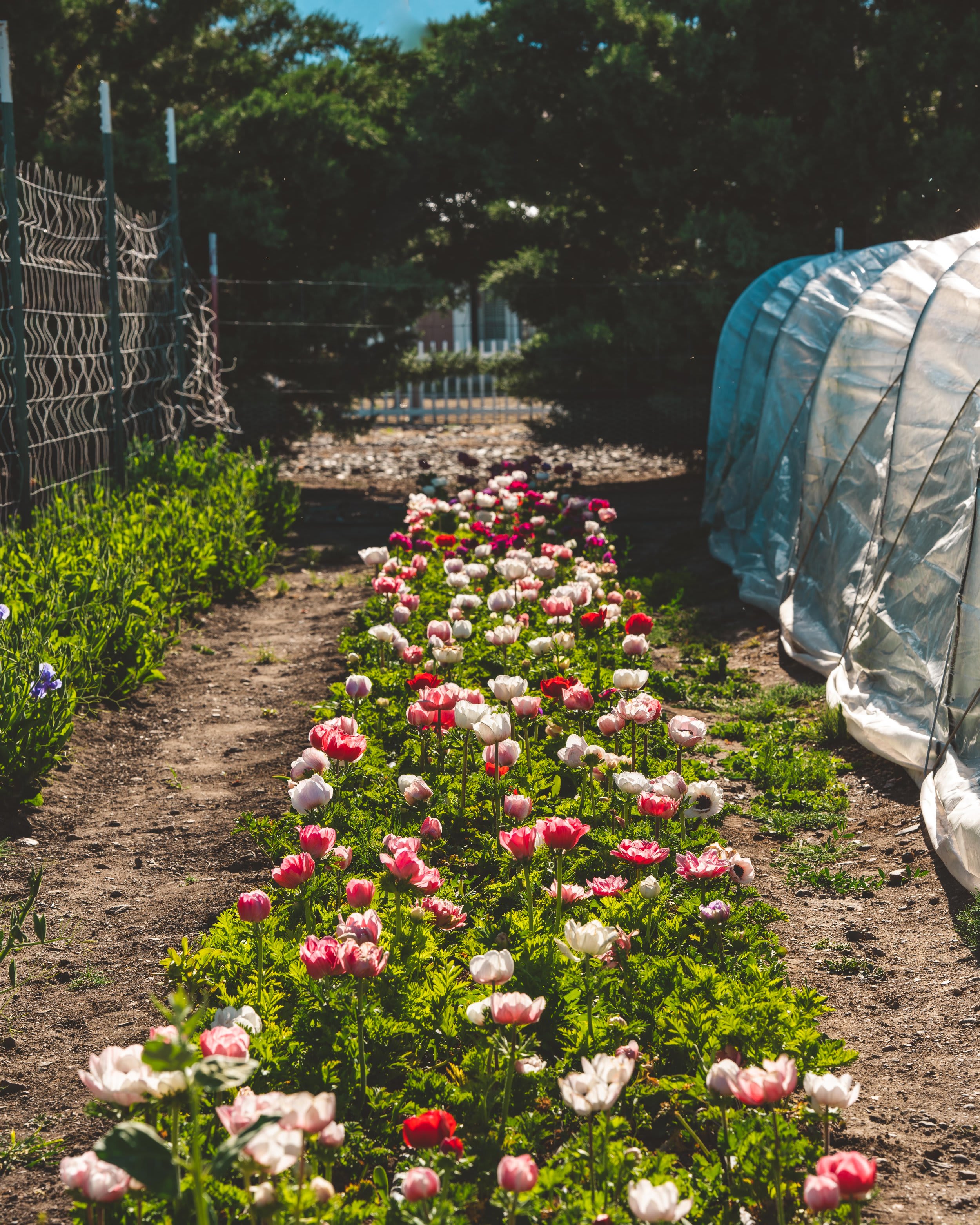 Preserving your Flowers