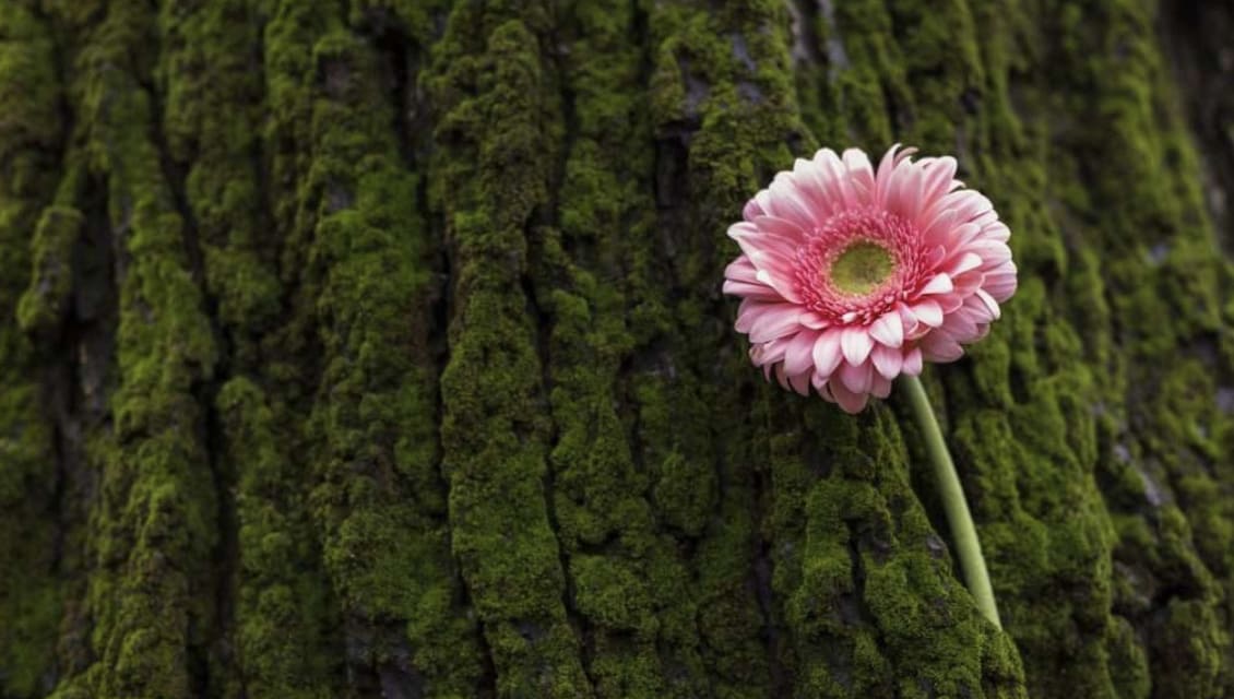 Beyond the Bouquet: Understanding Sustainability in the Floral Supply Chain