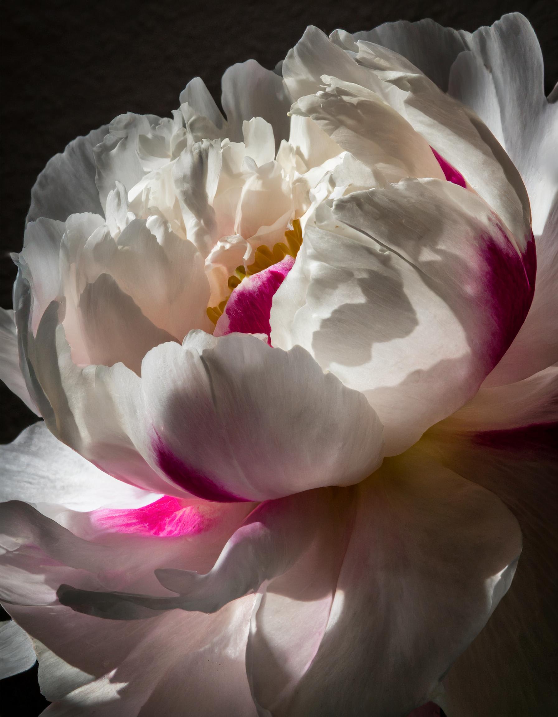 ​A Guide on Caring for Fresh Cut Peonies 
