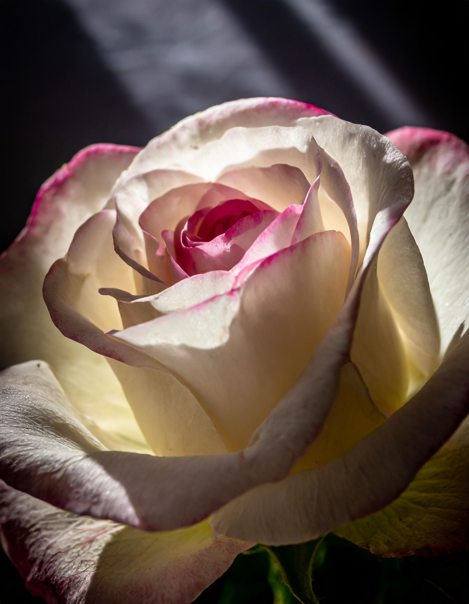 The Ultimate Guide to Caring for Fresh Cut Flowers 