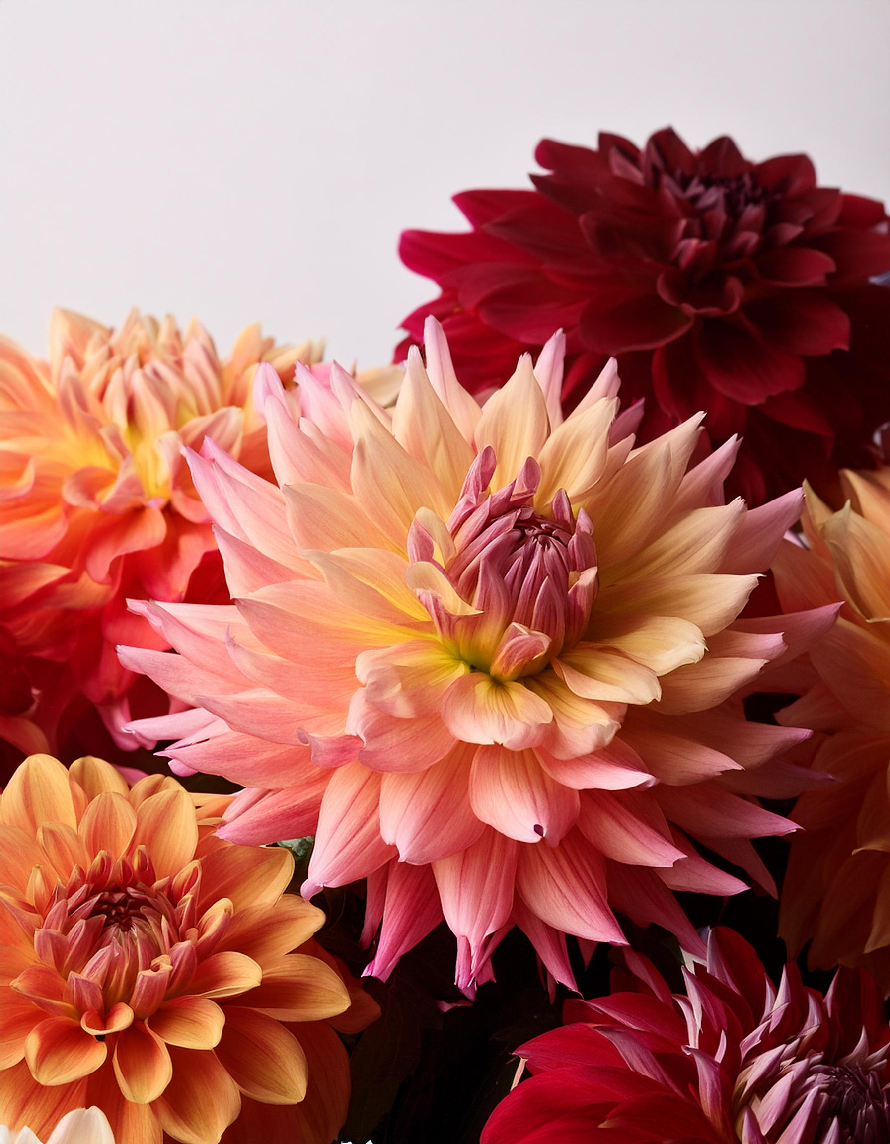 Embrace the Beauty of Autumn with Our Stunning Fall 