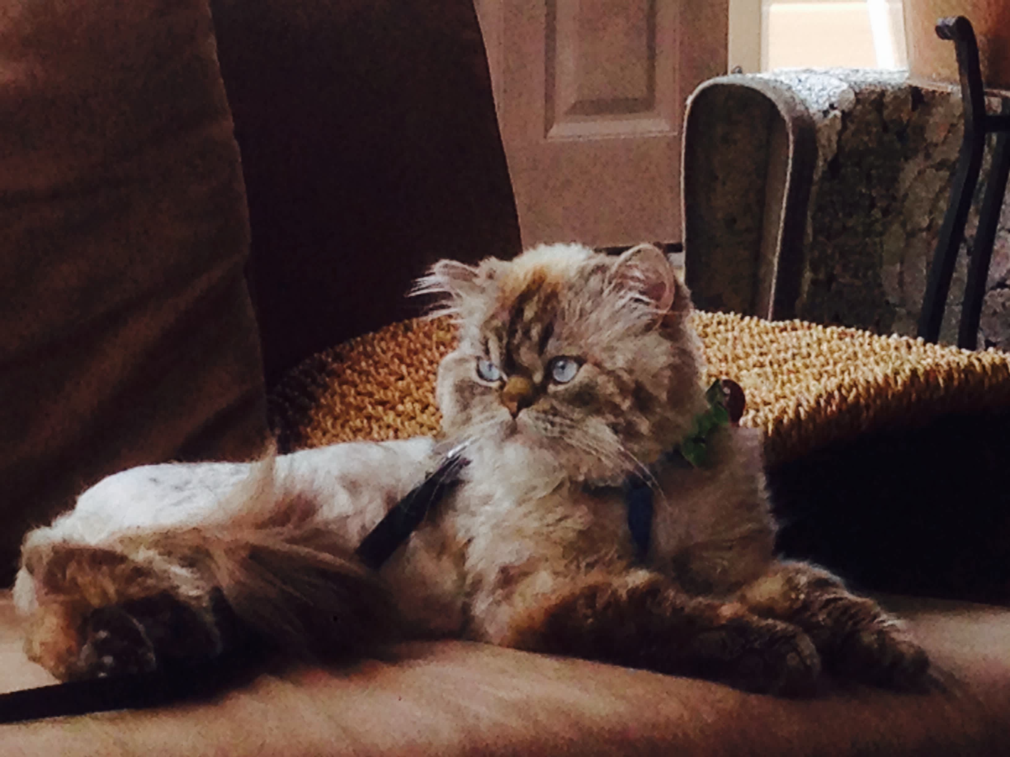 Pet-Friendly Flowers in Ajax, Ontario: Your Guide to