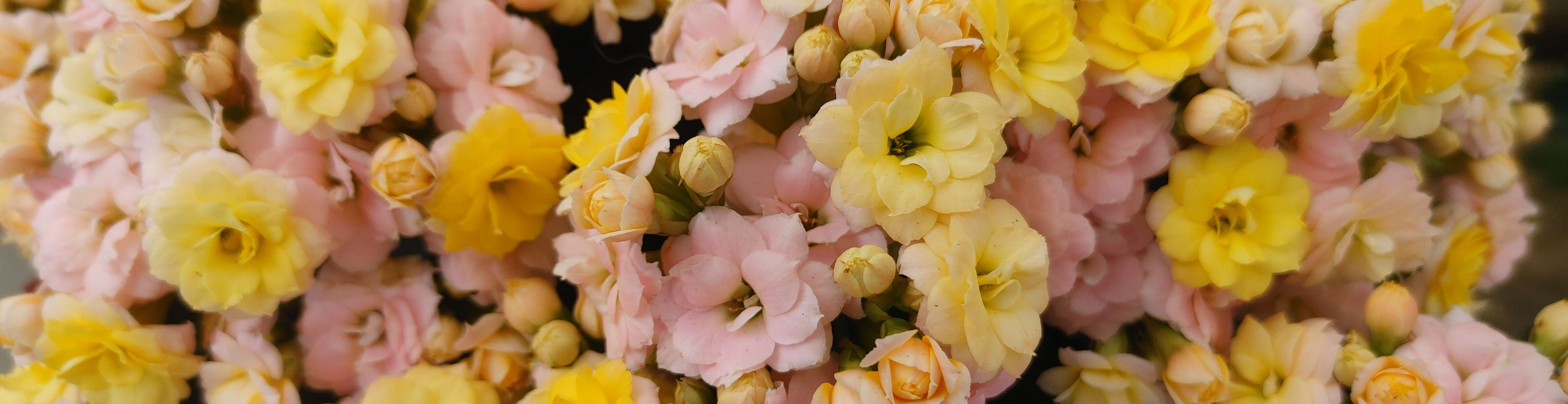 Grand Reopening April 27