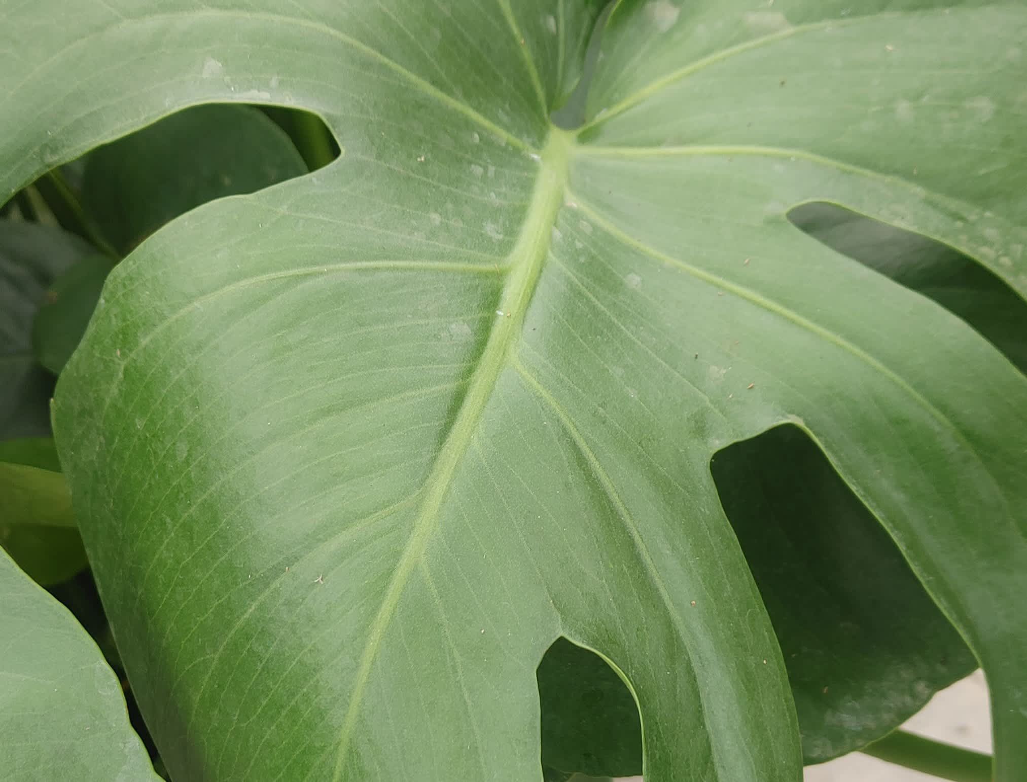 8 Great Plants for your Apartment, Dorm, and Home